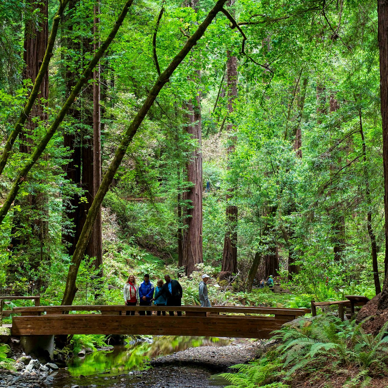 Muir Woods & Sausalito: Morning Tour from San Francisco - Photo 1 of 10